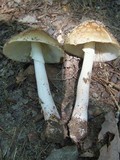 Amanita amerirubescens image