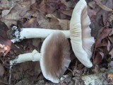 Amanita spreta image