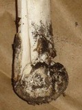 Amanita spreta image