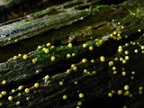 Hypocrea citrina image