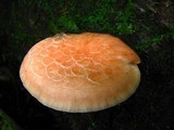 Rhodotus palmatus image