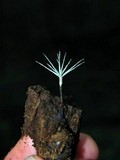 Xylaria tentaculata image