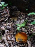 Caloscypha fulgens image
