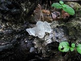Tremella fuciformis image