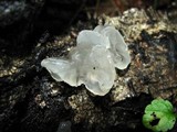 Tremella fuciformis image