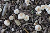 Lepiota cristata image