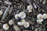 Lepiota cristata image