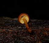 Pholiota granulosa image