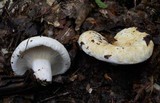 Lactarius deceptivus image