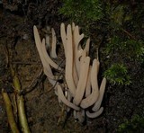 Clavaria rubicundula image