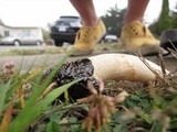 Phallus hadriani image