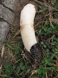 Phallus hadriani image