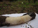 Phallus hadriani image