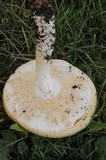 Agaricus nanaugustus image