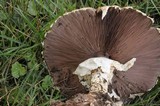 Agaricus nanaugustus image