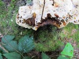 Inonotus dryadeus image