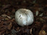 Agaricus californicus image
