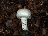 Agaricus californicus image