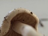 Hebeloma crustuliniforme image