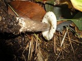 Oudemansiella furfuracea image