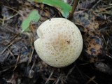 Lepista flaccida image