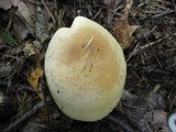 Lepista flaccida image
