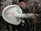 Lepista flaccida image