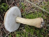 Tylopilus felleus image