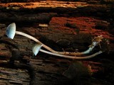 Mycena subcaerulea image