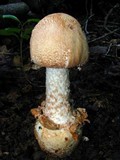 Amanita daucipes image