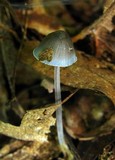 Mycena subcaerulea image
