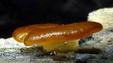 Psilopezia nummularialis image