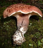 Sarcodon scabrosus image