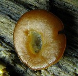 Psilopezia nummularialis image