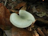 Clitocybe odora image