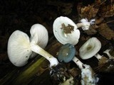 Clitocybe odora image