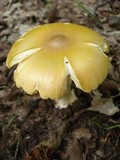 Amanita banningiana image