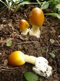 Amanita banningiana image
