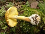 Amanita banningiana image