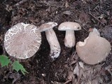 Boletus variipes image