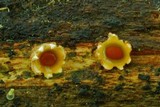 Sphaerobolus stellatus image