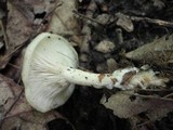 Clitocybe odora image