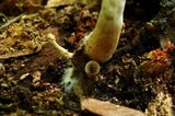 Leucocoprinus cepistipes image