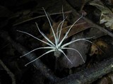 Xylaria tentaculata image