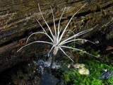 Xylaria tentaculata image