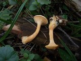 Hygrophoropsis macrospora image