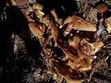 Kuehneromyces mutabilis image