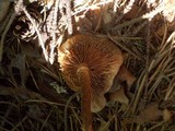 Kuehneromyces mutabilis image