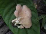 Pleurotus djamor image