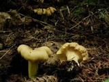 Cantharellus formosus image